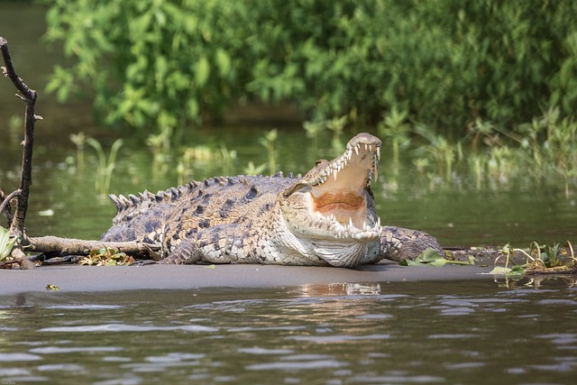 Bhagwatpur_Crocodile_Project