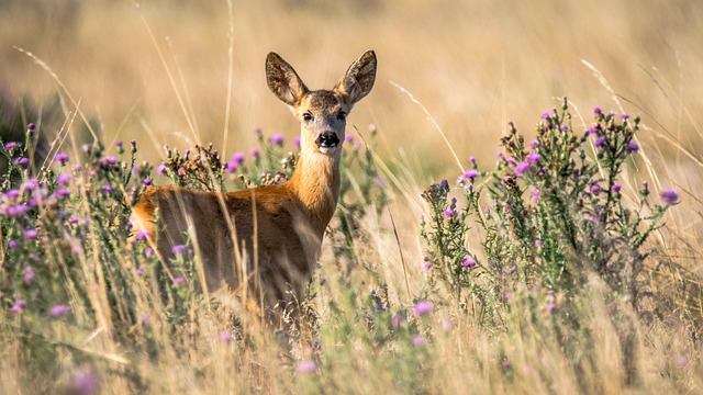 Heliday_Wildlife_Sanctuary