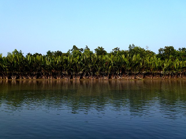 Mangrove_Forest_Kachikhali_Sundarban_National_Park