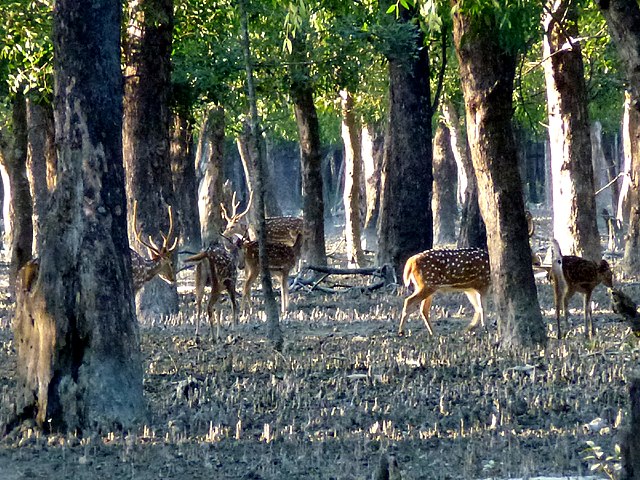 Mangrove_Forest_Katka_Sundarban_National_Park