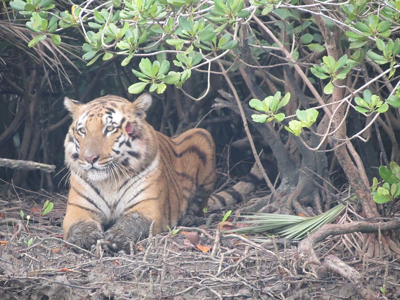 Royal_Bengal_Tiger_in_Sundarbans_National_Park