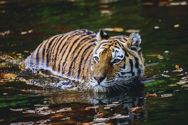 Sunderban National Park 2024 | Sunderban National Park Travel Guide 2024