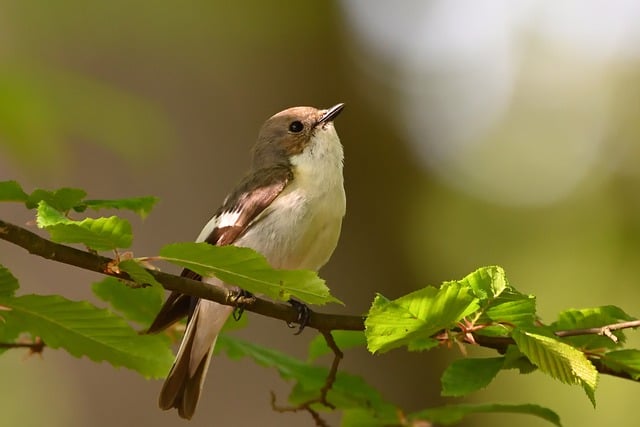 bird_watching_in_munsiyari