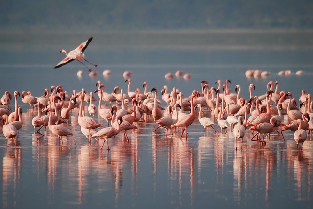 menar_lake_udaipur_ref_img